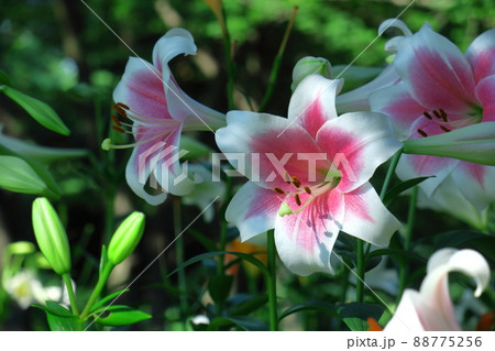 純潔を象徴する花 純潔を象徴する花 88775256