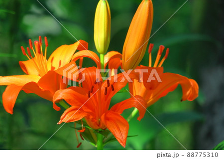 純潔を象徴する花 純潔を象徴する花 88775310