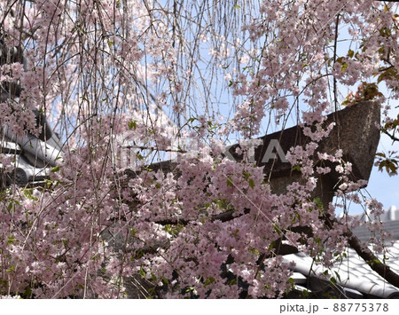 石鳥居に降り注ぐ満開の紅枝垂れの花 88775378