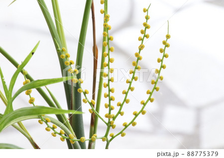 アレカヤシに花が咲きました 88775379