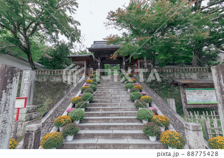 菊で飾られた修禅寺の入り口 88775428