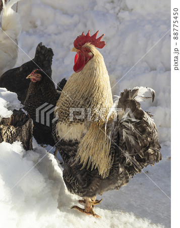 Cock with hen on farm in winter 88775450