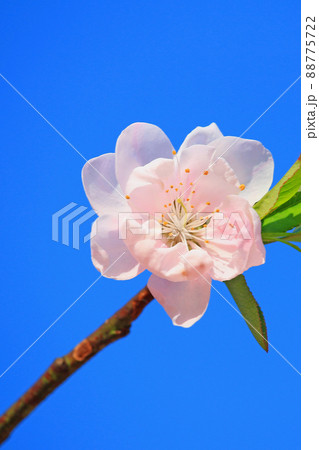青空に咲く花桃 青空に咲く花桃 88775722