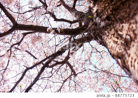桜7 88775723