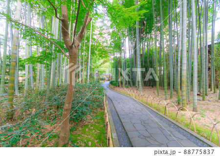 緑の紅葉の木と竹林の小径 88775837