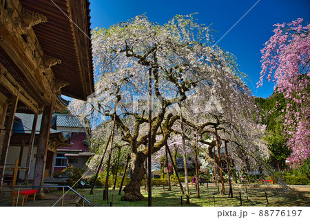 さくらー西雲寺 さくらー西雲寺 88776197