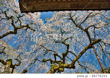 さくらー西雲寺 88776203
