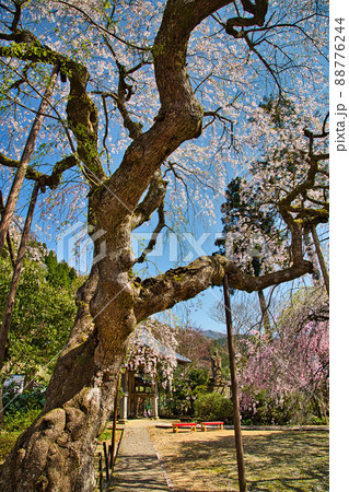 さくらー西雲寺 さくらー西雲寺 88776244