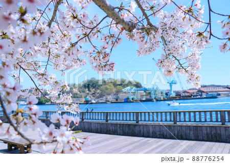 満開に咲いた桜と尾道水道 春の尾道駅前としまなみ海道 満開に咲いた桜と尾道水道 春の尾道駅前としまなみ海道 88776254