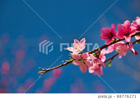 さくらー西雲寺 さくらー西雲寺 88776271