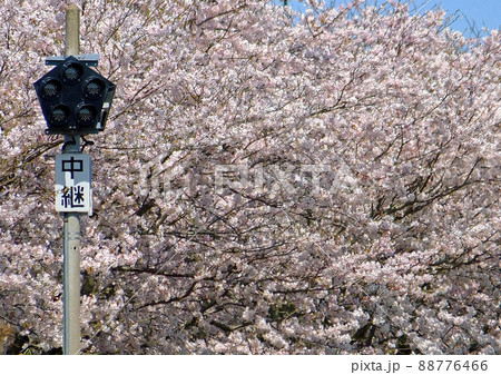 特殊信号発光機と桜 88776466