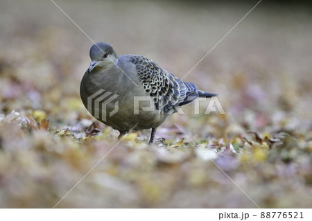 家の周り、庭や公園で見られる身近な野鳥キジバト 88776521