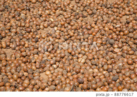 シアの実_1 88776617