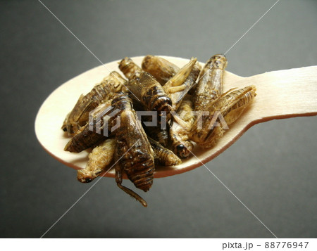 木製のスプーンの上に乗った食用のヨーロッパイエコオロギ 88776947