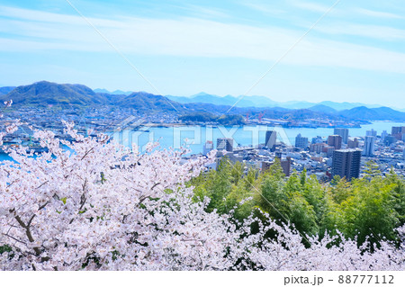 春の千光寺公園から見える、満開の桜と尾道水道 88777112