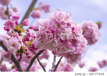 八重桜 88777646