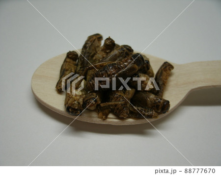 白色の背景と、木製のスプーンにすくった食用ヨーロッパイエコオロギ。昆虫食。 88777670