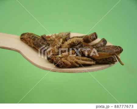 グリーンの背景と木製のスプーンに乗せた食用ヨーロッパイエコオロギを横から グリーンの背景と木製のスプーンに乗せた食用ヨーロッパイエコオロギを横から 88777673