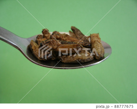 緑色の背景に金属のスプーンへ乗せた食用ヨーロッパイエコオロギ 88777675