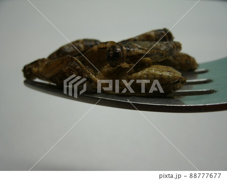 フォークに乗せた食用ヨーロッパイエコオロギのクローズアップ 88777677