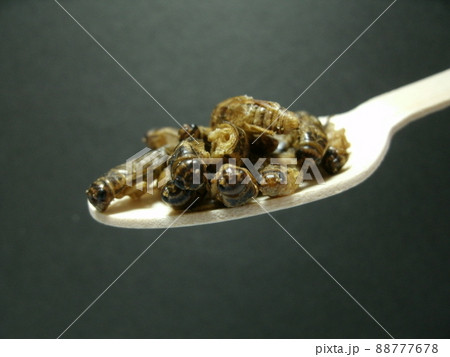 黒背景に木のスプーンで掬った養殖の食用ヨーロッパイエコオロギ 88777678
