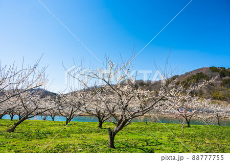 花咲く春のろうかく梅園 88777755