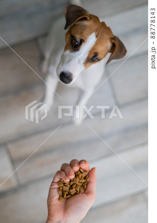 A woman is holding a handful of dry dog food. A woman is holding a handful of dry dog food. 88778143