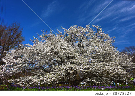 桜と青空 88778227