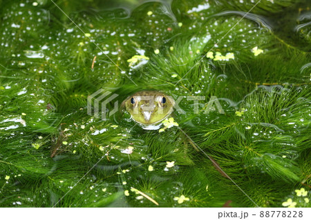 水草の間から顔を出すウシガエル 88778228