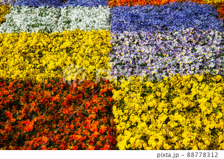 チェックの模様のように植えられたパンジーの美しい花畑 88778312