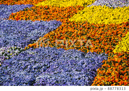 チェックの模様のように植えられたパンジーの美しい花畑 88778313