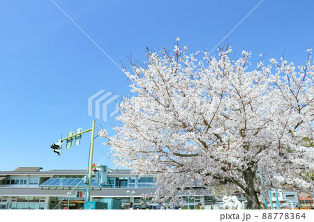 青空と満開の桜　春の尾道駅前の風景 88778364