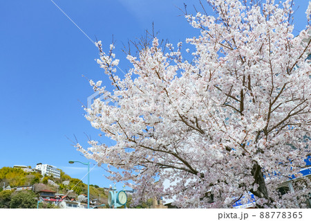 青空と満開の桜 春の尾道駅前の風景 青空と満開の桜 春の尾道駅前の風景 88778365