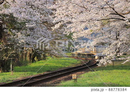 桜並木のローカル駅 88778384