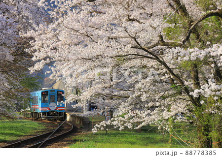 桜咲く駅に停車中のローカル列車 88778385