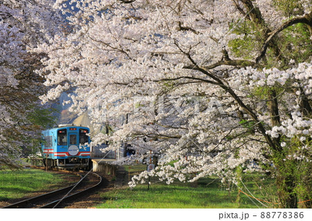 春爛漫の谷汲口駅 春爛漫の谷汲口駅 88778386