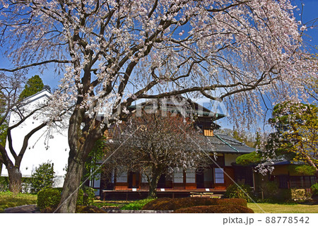 枝垂れ桜と青空 枝垂れ桜と青空 88778542