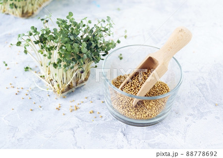Micro greens, grains and sprouted mustard sprouts on the table, natural organic plants, for salad, healthy food concept 88778692
