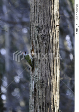 明治神宮や高尾山等身近な公園や庭で見られる日本固有の美しい野鳥アオゲラ 明治神宮や高尾山等身近な公園や庭で見られる日本固有の美しい野鳥アオゲラ 88778696