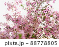 ジャノメエリカ_2 88778805