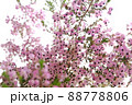 ジャノメエリカ_3 88778806
