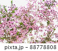 ジャノメエリカ_5 88778808