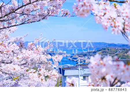 春の尾道水道の景色と満開の桜 88778843