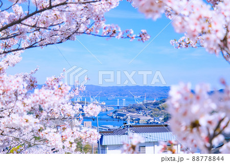 春の尾道水道の景色と満開の桜 88778844