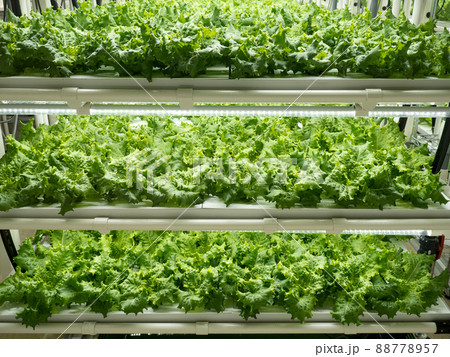 野菜工場　レタスの栽培 88778957