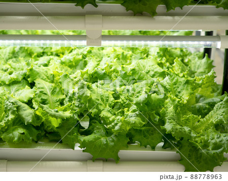 野菜工場 レタスの栽培 野菜工場 レタスの栽培 88778963