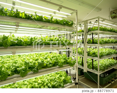 野菜工場　レタスの栽培 88778971