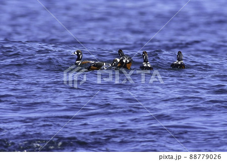 冬の北日本の海岸で見られる青と白が鮮やかで美しい鴨の仲間、渡り鳥のシノリガモ 冬の北日本の海岸で見られる青と白が鮮やかで美しい鴨の仲間、渡り鳥のシノリガモ 88779026