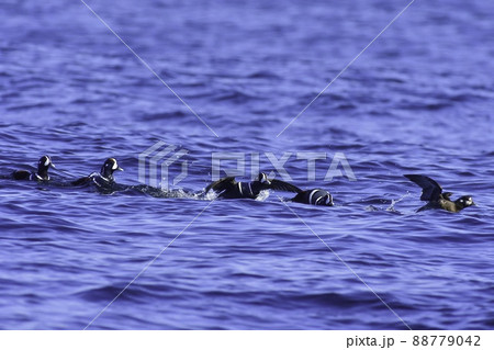 冬の北日本の海岸で見られる青と白が鮮やかで美しい鴨の仲間、渡り鳥のシノリガモ 88779042