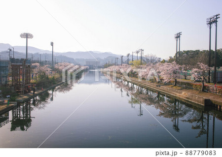 滋賀県彦根市の彦根港湾沿いの満開の桜並木と朝の風景 滋賀県彦根市の彦根港湾沿いの満開の桜並木と朝の風景 88779083